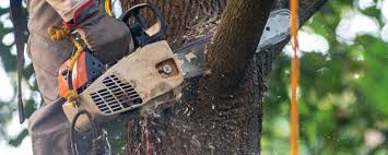 Brandermill, VA Tree Care Company